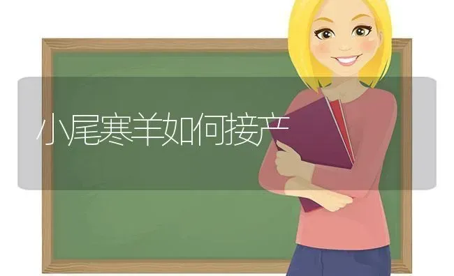 小尾寒羊如何接产 | 家畜养殖