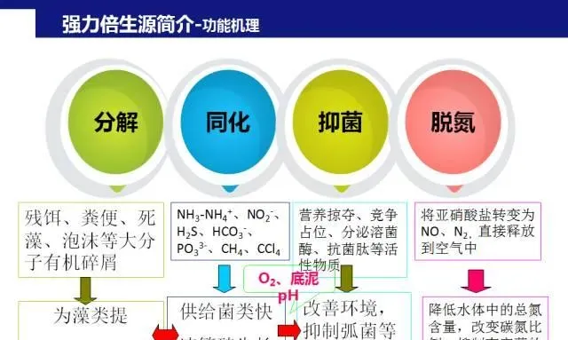 “强力倍生源+益水光合素”组合强效处理高密度对虾养殖塘不良水质