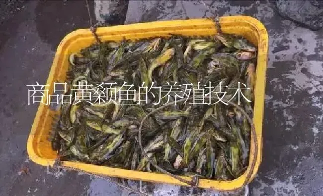 商品黄颡鱼的养殖技术 | 淡水养殖