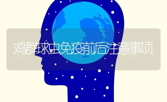 鸡群球虫免疫前后注意事项 | 家禽养殖