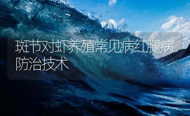 斑节对虾养殖常见病红腿病防治技术 | 海水养殖