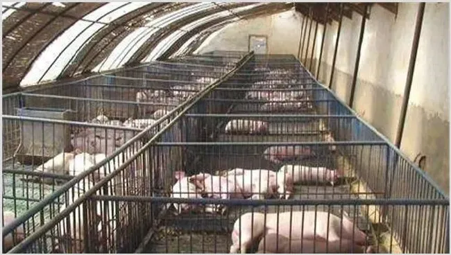 养猪10大误区你知道规避吗？ | 动物养殖技术
