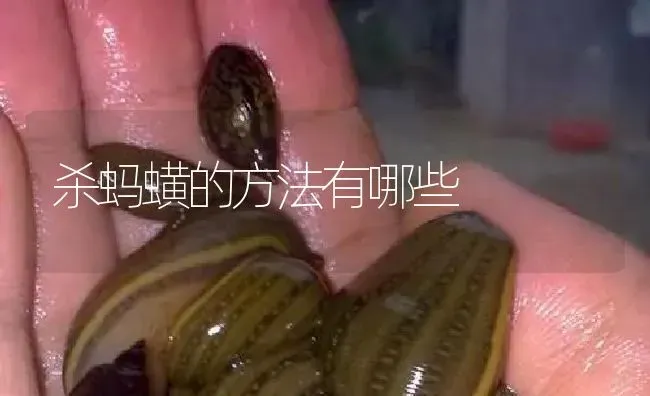 杀蚂蟥的方法有哪些 | 特种养殖