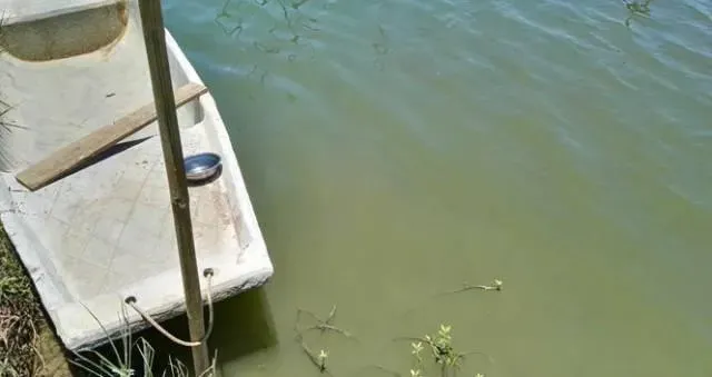 浅谈对虾塘（土池）和鱼塘防治蓝藻的异同