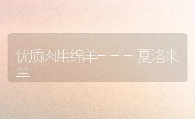 优质肉用绵羊---夏洛来羊 | 家畜养殖