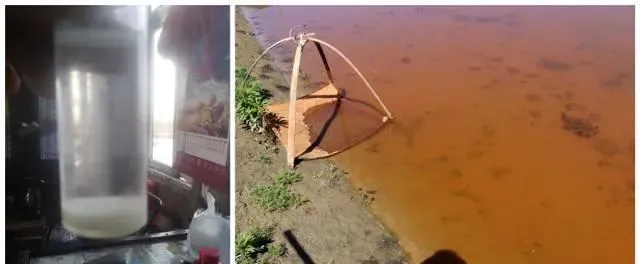【养殖户需警惕】水中重金属超标将加重鱼虾肝脏负荷