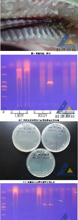 发病加州鲈检出细胞肿大虹彩病毒