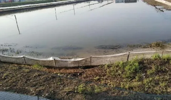 环沟塘和平底塘，用这两种苗塘培育蟹苗，分别有哪些优缺点？