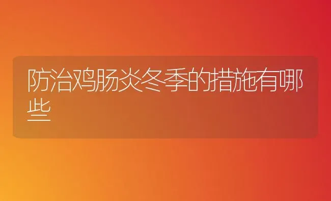 防治鸡肠炎冬季的措施有哪些 | 家禽养殖