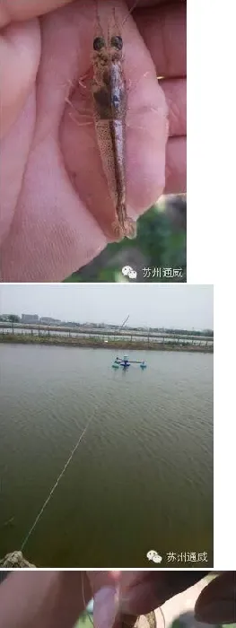 南美白对虾游塘和肝胰脏萎缩怎么处理