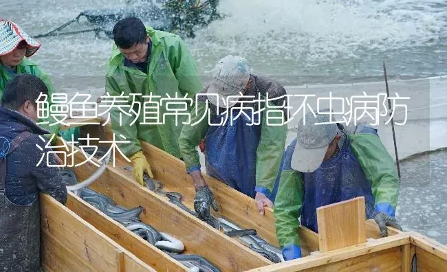 鳗鱼养殖常见病指环虫病防治技术 | 淡水养殖