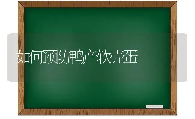 如何预防鸭产软壳蛋 | 家禽养殖