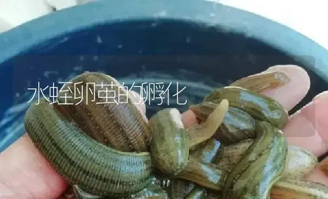 水蛭卵茧的孵化 | 特种养殖