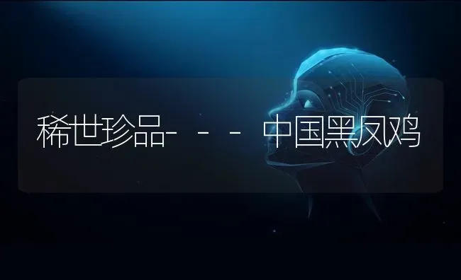 稀世珍品---中国黑凤鸡 | 家禽养殖