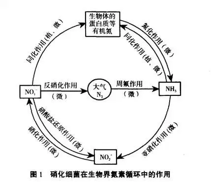 益生菌在水产养殖中的应用-硝化细菌
