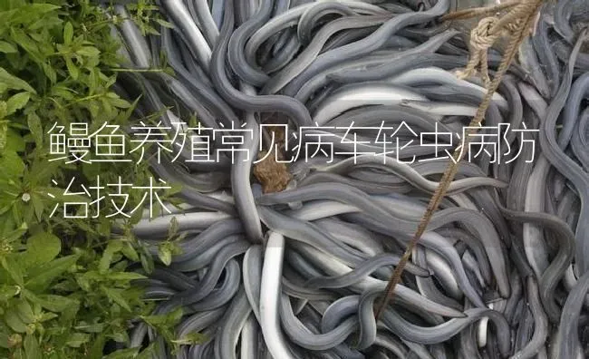 鳗鱼养殖常见病车轮虫病防治技术 | 淡水养殖
