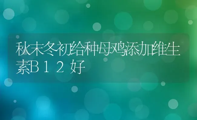 秋末冬初给种母鸡添加维生素B12好 | 家禽养殖