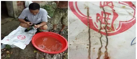 草鱼苗种日投饵率多少最合理，这个实验告诉您