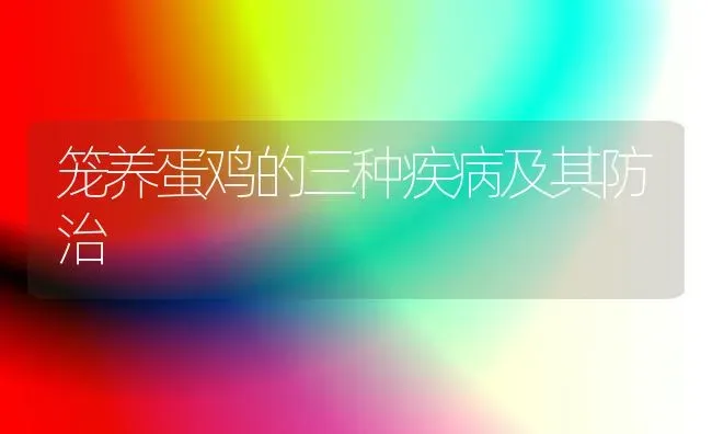 笼养蛋鸡的三种疾病及其防治 | 家禽养殖