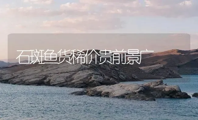 石斑鱼货稀价贵前景广 | 海水养殖