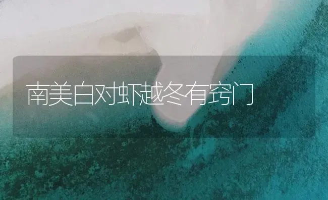 南美白对虾越冬有窍门 | 海水养殖