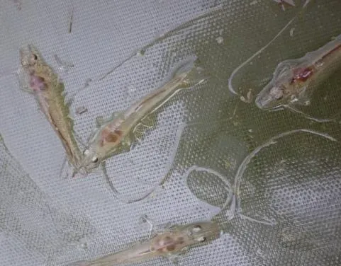 “护肝灵+整肠生”处理南美白对虾转肝和空肠空胃案例二则