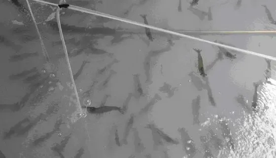 南美白对虾肥水与病害防治实践