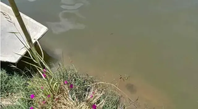 浅谈对虾塘（土池）和鱼塘防治蓝藻的异同