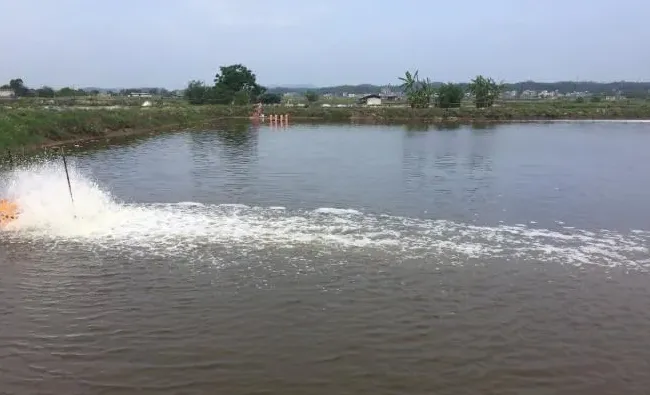 【水产养殖业趣谈】甲藻被吐槽大会