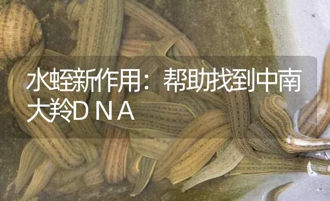 水蛭新作用：帮助找到中南大羚DNA | 特种养殖