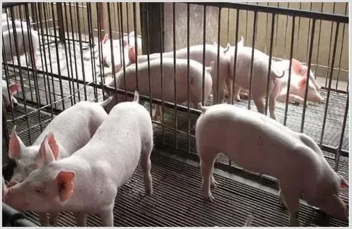 猪肺线虫病的治疗方法，猪肺线虫病怎么预防? | 养殖疾病大全