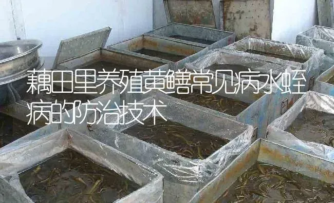 藕田里养殖黄鳝常见病水蛭病的防治技术 | 淡水养殖