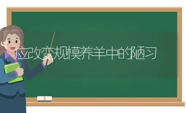 应改变规模养羊中的陋习 | 家畜养殖