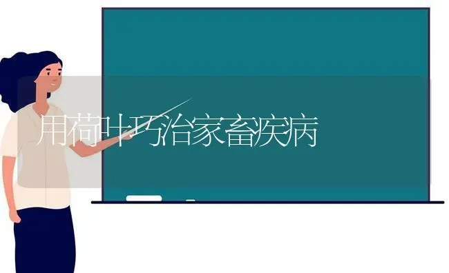 用荷叶巧治家畜疾病 | 家畜养殖