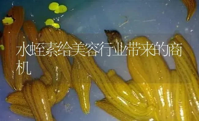 水蛭素给美容行业带来的商机 | 特种养殖