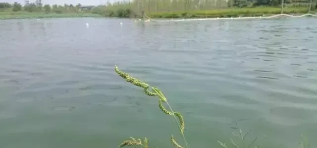 鲤鱼池塘蓝藻处理案例分享