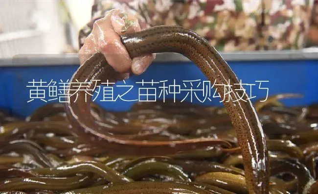 黄鳝养殖之苗种采购技巧 | 淡水养殖