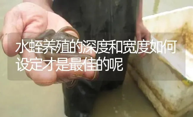 水蛭养殖的深度和宽度如何设定才是最佳的呢 | 特种养殖