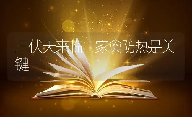 三伏天来临 家禽防热是关键 | 家禽养殖