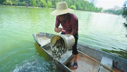 水产养殖户春放鱼种工作忙 注意事项别遗忘