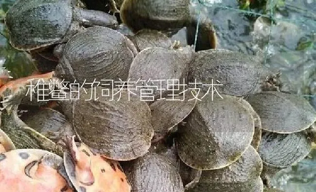 稚鳖的饲养管理技术 | 淡水养殖