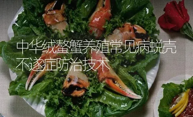 中华绒螯蟹养殖常见病蜕壳不遂症防治技术 | 淡水养殖