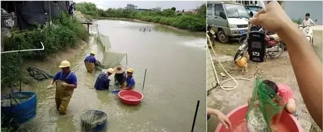 粤海大口鲶鱼率先上市，生长快体色靓，时间提前20天