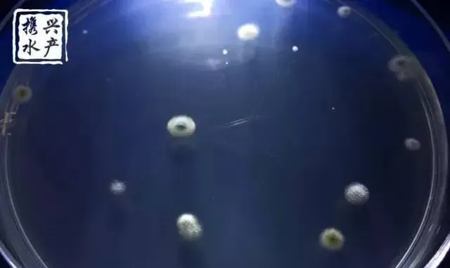 水产养殖户如何辨别优质乳酸菌和光合菌