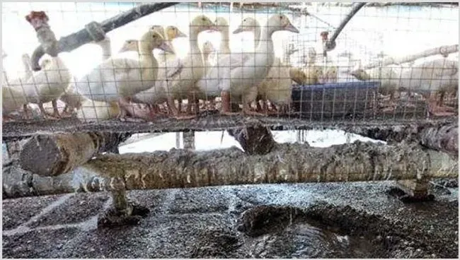 养殖场除臭有什么办法 | 动物养殖知识