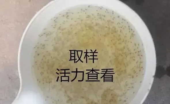 学会这几招，南美白对虾养殖户选苗不用愁