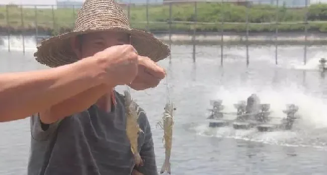 水产杂谈丨论南美白对虾塘水质分层