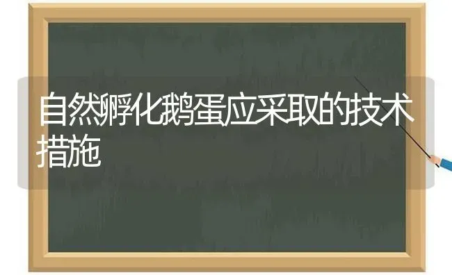 自然孵化鹅蛋应采取的技术措施 | 家禽养殖