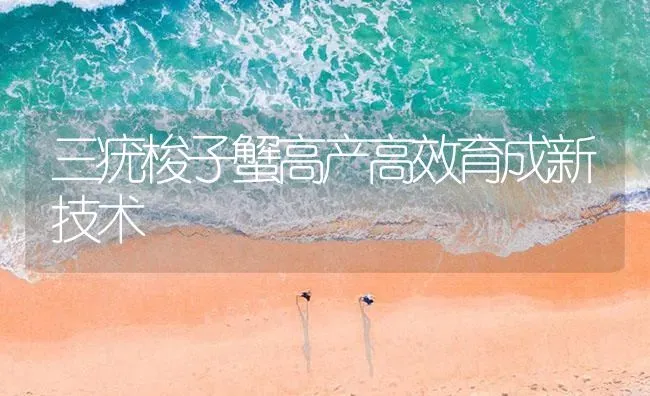 三疣梭子蟹高产高效育成新技术 | 海水养殖