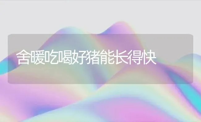 舍暖吃喝好猪能长得快 | 家畜养殖